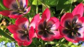 tulipa-hageri-little-beauty’