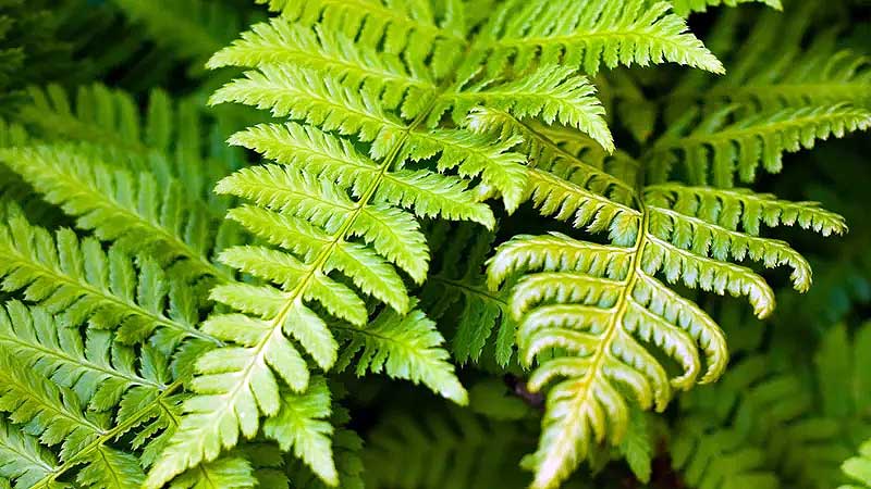 The World of Ferns